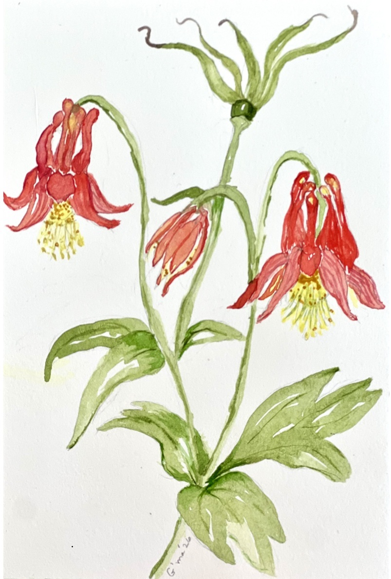 Columbine by G'ma