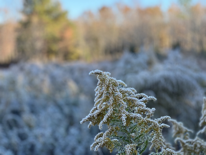 Icy Goldenrod